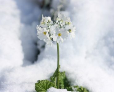 聖アンジェラの日々のことば（３）