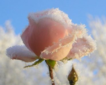 聖アンジェラの日々のことば（１９）