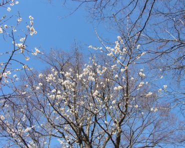 ご復活おめでとうございます。